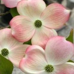 Cornus Ruth Ellen � 'Rutlan'
