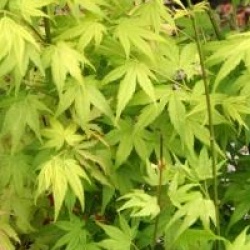 Acer palmatum 'Aoyagi'
