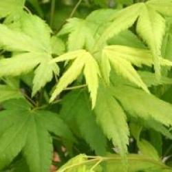 Acer palmatum 'Aoyagi'