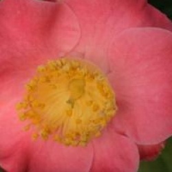 Camellia japonica subsp. rusticana 'Gosho-zakura' - Cam�lia de Higo Gosho-zakura