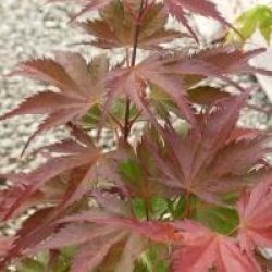 Acer palmatum 'Ariadne' 