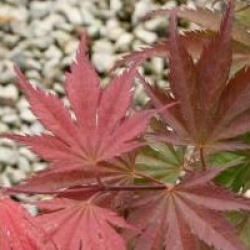 Acer palmatum 'Ariadne' 