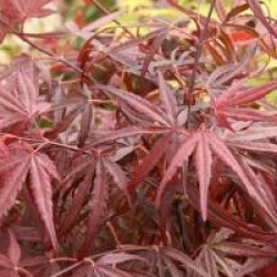 Acer palmatum 'Atrolineare' - �rable du Japon Atrolineare