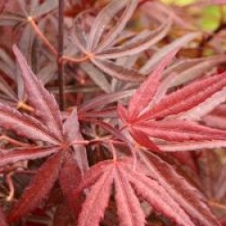 Acer palmatum 'Atrolineare'