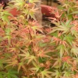 Acer palmatum 'Wilson's Pink Dwarf' - �rable du Japon Wilson's Pink Dwarf