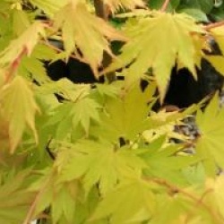 Acer shirasawanum 'Jordan' - �rable du Japon Jordan