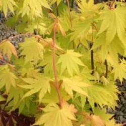 Acer shirasawanum 'Jordan'