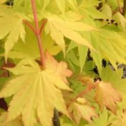 Acer shirasawanum 'Jordan'