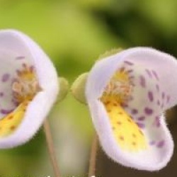 Jovellana violacea - Jovellana violacea