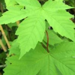Acer diabolicum - �rable diabolicum