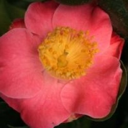 Camellia japonica subsp. rusticana 'Gosho-zakura'