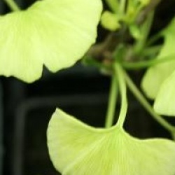 Arbre aux 40 �cus Beijing Gold