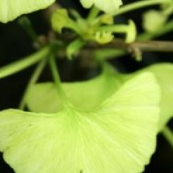 Ginkgo biloba 'Beijing Gold' 