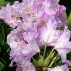 Rhododendron 'Goldflimmer' - Rhododendron hybride Goldflimmer
