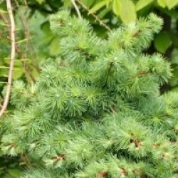 Larix kaempferi 'Blue Dwarf' - M�l�ze du Japon boule