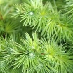 Larix kaempferi 'Blue Dwarf'