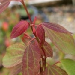 Cercidiphyllum japonicum 'Strawberry'