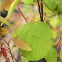 Cercidiphyllum japonicum 'Strawberry'