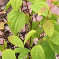 Cercidiphyllum japonicum 'Raspberry'