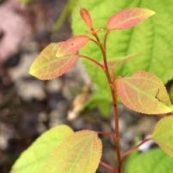 Cercidiphyllum japonicum 'Raspberry'