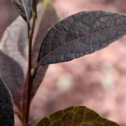 Styrax japonicus 'Evening Light'