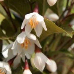 Styrax japonicus 'Evening Light' - Styrax pourpre Evening Light