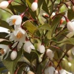 Styrax japonicus 'Evening Light'