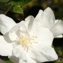 Philadelphus 'Natchez'  - Seringat Natchez