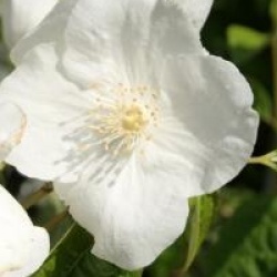 Philadelphus 'Natchez' 
