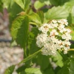 Viburnum dentatum 'Blue Muffin'