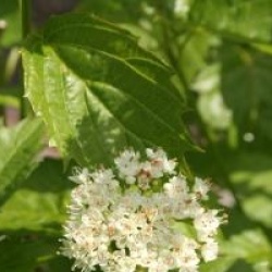 Viburnum dentatum 'Blue Muffin' - Viorne christom