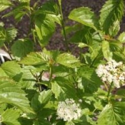 Viburnum dentatum 'Blue Muffin'