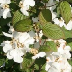 Viburnum plicatum f. tomentosum 'Rowallane'