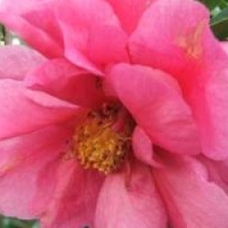 Cam�lia reticulata Fiesta Grande