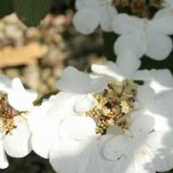 Viburnum plicatum f. tomentosum 'Rowallane'