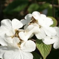 Viburnum plicatum f. tomentosum 'Rowallane'