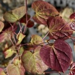 Cercis canadensis Red Force 'Minrouge3' �