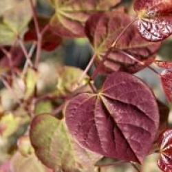 Cercis canadensis Red Force 'Minrouge3' �