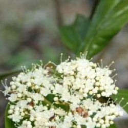 Viburnum nudum 'Winterthur'