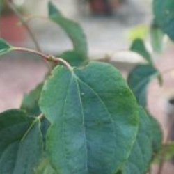 Arbre � caramel Magnificum