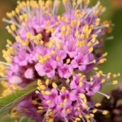 Callicarpa bodinieri 'Imperial Pearl' �  - Callicarpa Imperial Pearl