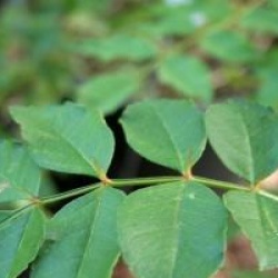 Zanthoxylum americanum 