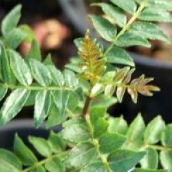 Zanthoxylum schinifolium