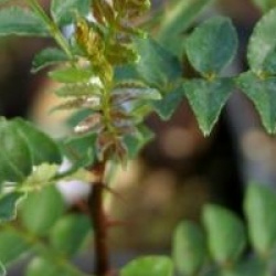 Zanthoxylum schinifolium