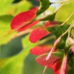 Acer tataricum Hot Wings � 'Garann'