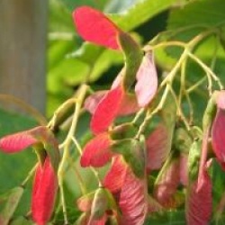 Acer tataricum Hot Wings � 'Garann'