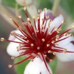 Feijoa du Br�sil Mammoth