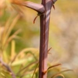 Metasequoia glyptostroboides 'Matthaei Broom' - M�tas�quoia Matthaei Broom