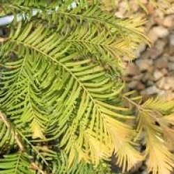 Metasequoia glyptostroboides 'Matthaei Broom'
