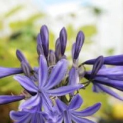 Agapanthus 'Navy Blue'  - Agapanthe Navy Blue